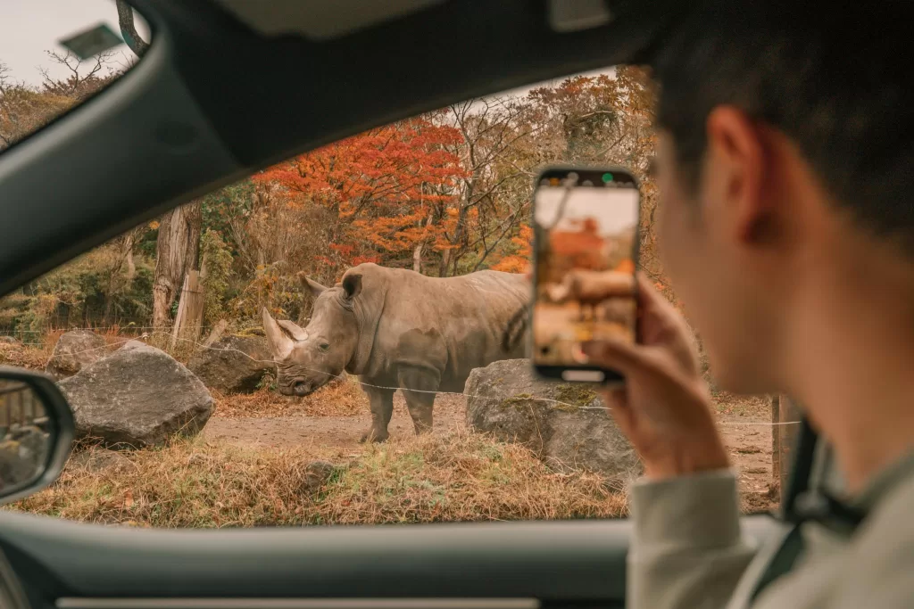 Chris is taking a photo of a rhino at the Fuji Safari Park