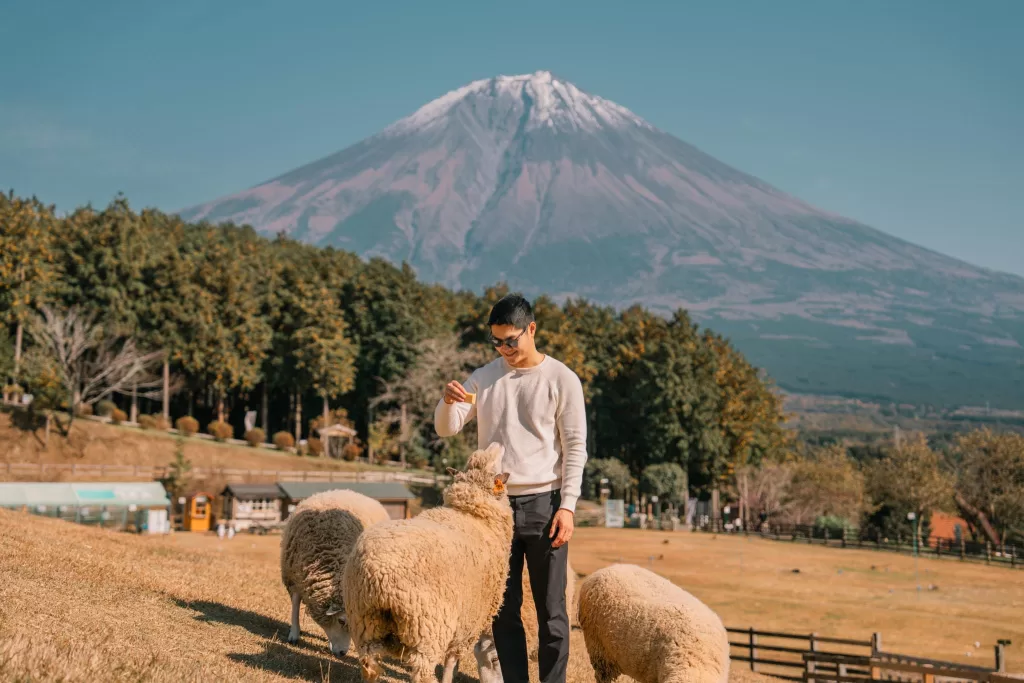 Chris feeding a sheep at Makaino Farm Resort