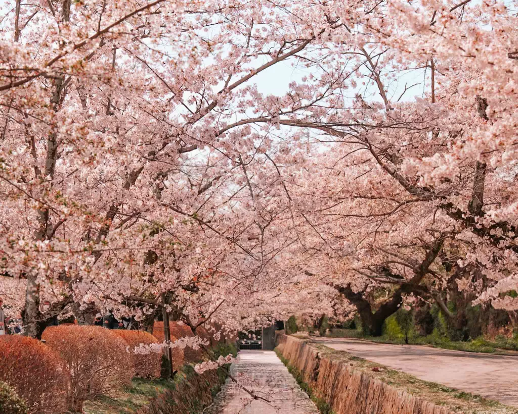 Stream with paths on both sides lined with cherry blossoms at Philosopher's Path in Kyoto, Japan